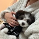 다이아몽 이미지