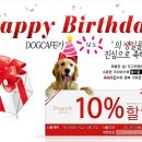 보노도그 이미지