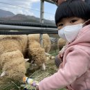 구야목장 | 11월 아기랑 가기 좋은 곳 대구양떼목장