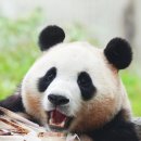 바오 이미지