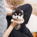 명지애견미용호텔 댕즈니랜드 본점 | 부산애견샵 테디럽 다녀온 후기