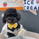 개좋은 유치원 이미지