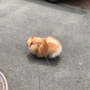 플루800용정점