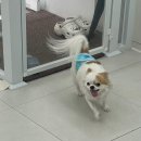 애견미용실 또이쁜댕 이미지