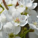 사슴이랑 배랑 농원 이미지