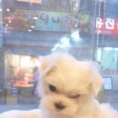 똥꼬 발랄 펫샵 네이버블로그