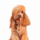 24시애견미용 이미지