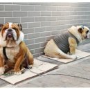 도로시지켜줄개 이미지