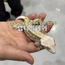 [렙타일페어] 솔직 후기, 먹이주기 체험부터 VR 동물원까지! 주말에 가볼 만한 곳