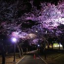 꽃보라동산 이미지