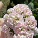 그린엘프 이미지