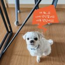 닥터독앤켓 네이버블로그