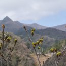 울릉군청 Daum카페