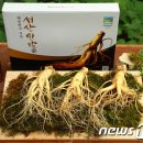 플러스인삼 이미지