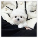 건강한 강아지 | [평택강아지분양 후기] 귀엽고 건강한 반려견, 유앤미펫에서 만난 특별한 인연