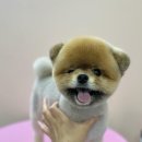 모노퍼피 이미지