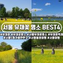 서울 유채꽃 명소 서래섬만 믿고 가면 실패할 수도? 서울 숨은 유채꽃 명소 소개