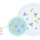 은근히 많다는 유산균 부작용 이미지