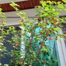 아버님의 앵두나무사랑 이미지