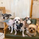 강아지는 미용빨 이미지