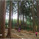 축령산편백나라 이미지