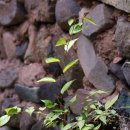 의령 청금정 이미지