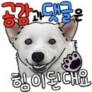 번째 일기:: 애견동반우도여행, 성산유채꽃밭, 제주해안도로 자전거타기, 에어비앤비 고객센터 이용 후기