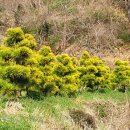 분재형 정원수 황금소나무(해송) 이미지