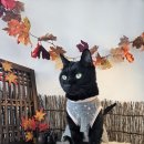 캣츠라이프