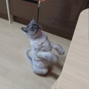루루광고 이미지