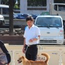 애견스케치 이미지