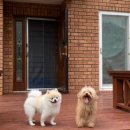 헬로우댕댕 이미지