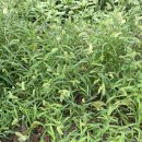 남천민물매운탕 이미지