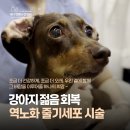 깨비동물병원 | 강아지 역노화 줄기세포 시술, 깨비의 젊음 회복 이야기 – 줄기세포 동물병원 애니컴메디컬센터