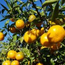 제주민박프리타타 이미지