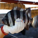 올레바당체험마을 이미지