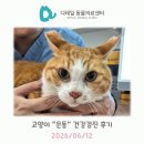 광명시티동물병원 | 광명 동물병원) 고양이 "은동" 건강검진 후기 (폐렴, 소간증)