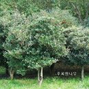 후피향