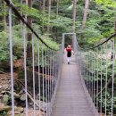 잣나무향기 이미지