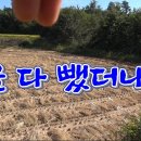 엄청난 양!!얘네들이 한곳에 다 모여 있구만 ~!! / Freshwater fish are huge in the drained rice 이미지