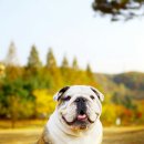 써클켄넬 이미지