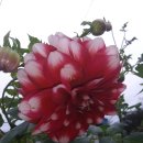 카페 다알리아 이미지