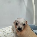 베베애견유치원 이미지