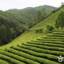 2번국도 미식여행 ④보성~장흥 이미지