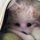 진성동물병원 이미지