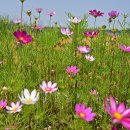 코스모스 이미지