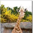 오-월드 이미지