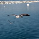 까멜리아 이미지