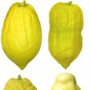 시트론(Citron) 이미지