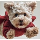 동탄광역환승로 이미지